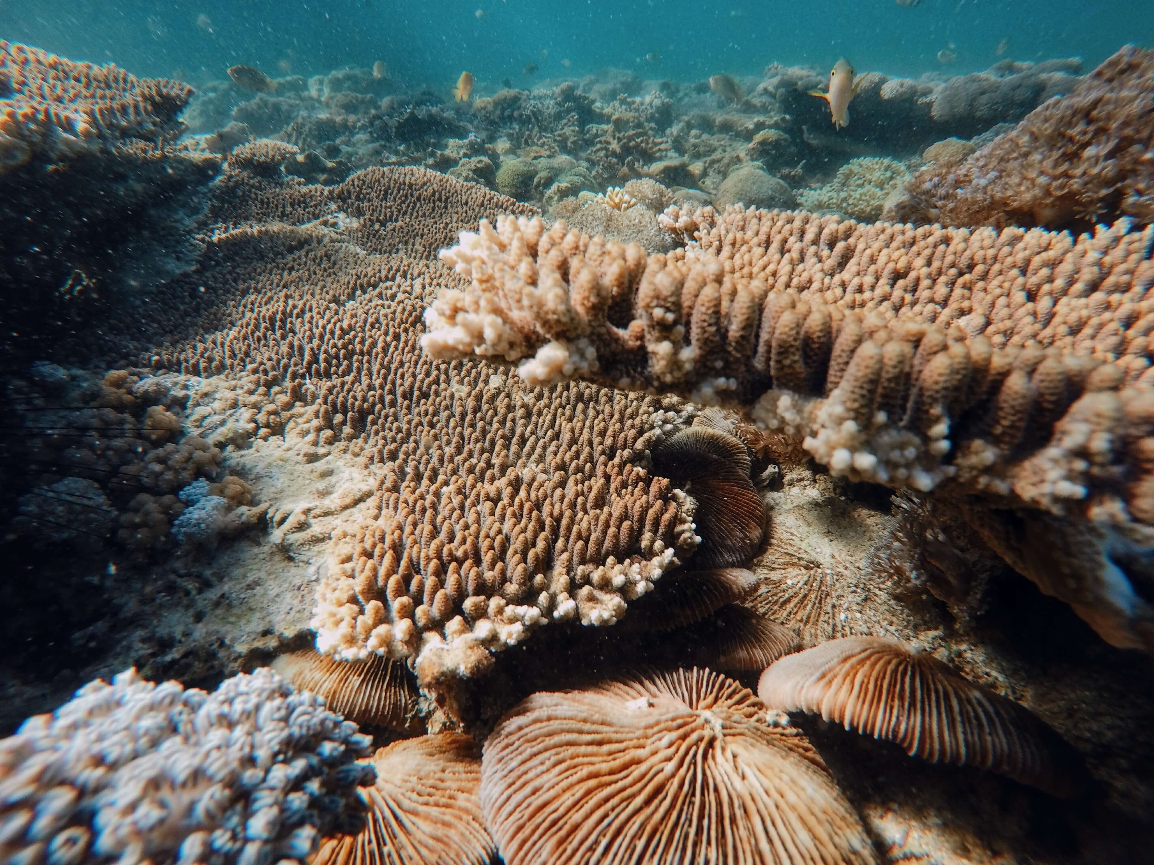 AKTIFITAS SNORKLING GILI NANGGU LOMBOK